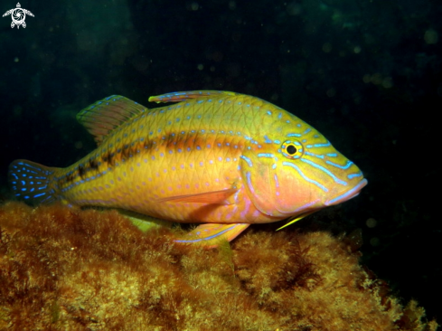 A Upeneichthys vlamingii | Southern Goatfish
