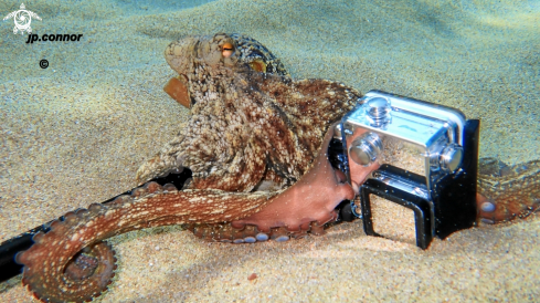 A Octopus Vulgaris | Poulpe