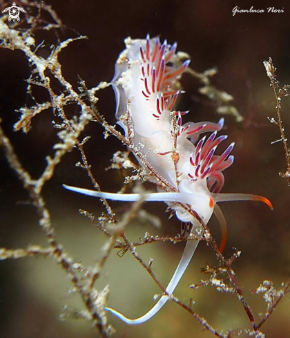 A Cratena peregrina