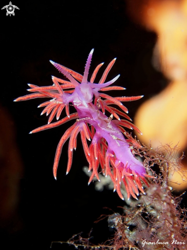 A Flabellina ischitana | Flabellina