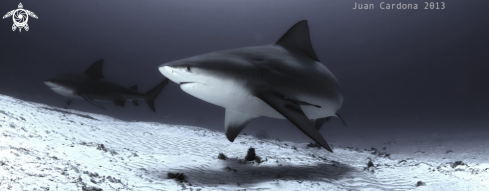 A Carcharedon carcharis | Bull shark
