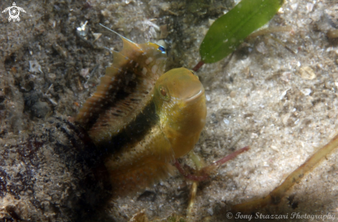 A Brown Sabretooth Blenny