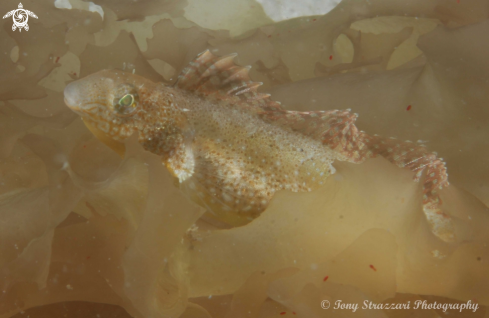 A Brown Sabretooth Blenny