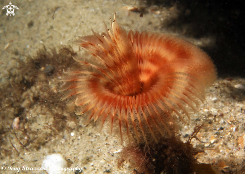 A serpula sp | Tube worm