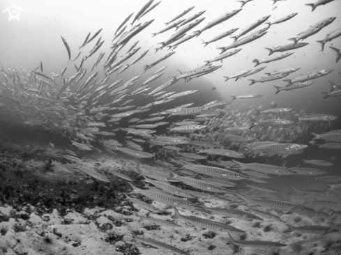 A Sphyraena qeniei | Chevron Barracuda