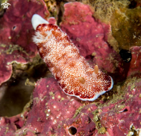 A Chromodoris S.P.