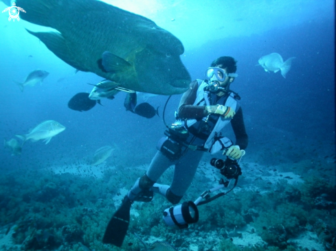 A Napoleon fish-Pesce Napoleone