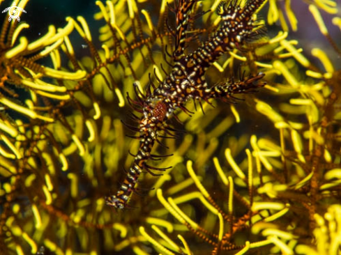 A Ornate Ghost Pipefish | Ornate Ghost Pipefish