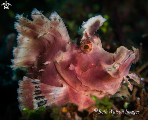 A Paddle-flap Scorpionfish