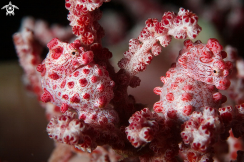 A Sea Horse Bargibanti | Pigmy Sea Horse