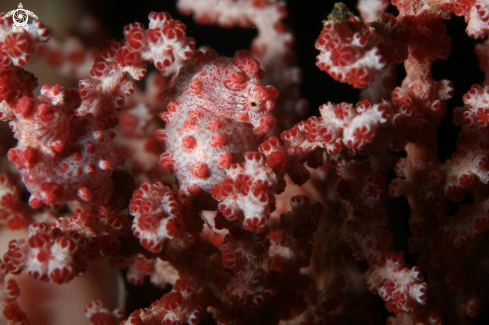 A Sea Horse Bargibanti | Pigmy Sea Horse