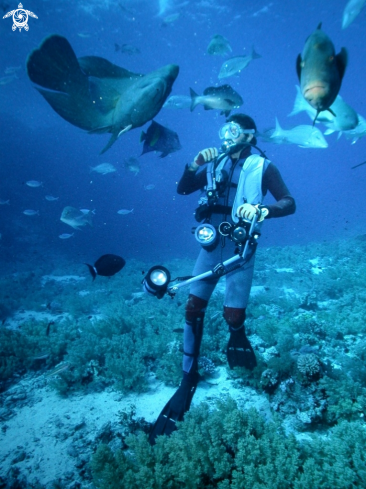 A Cheilinus undulatus | Napoleon fish-Pesce Napoleone