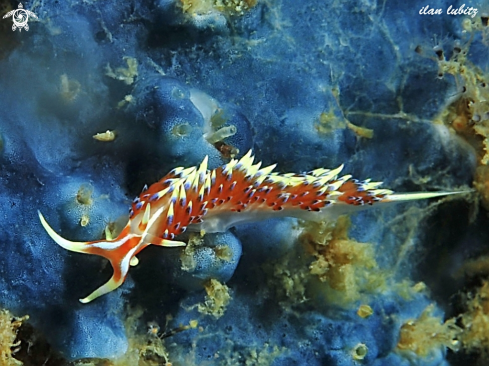 A nudibranch