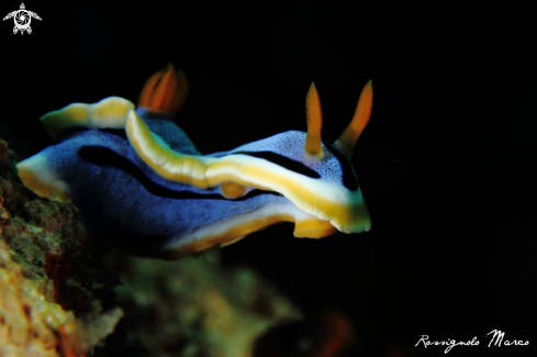 A Chromodoris annaeBergh |  Chromodorididae