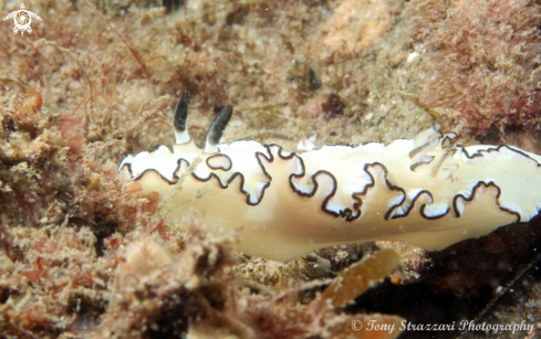 A Glossodoris atromarginata | Black-Margined Glossodoris