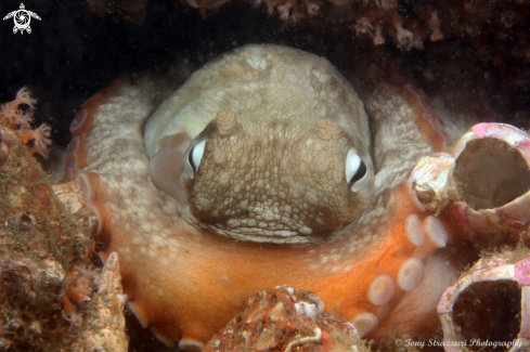 A Common octopus