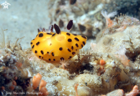 A Jorunna sp. | Black-gilled Jorunna