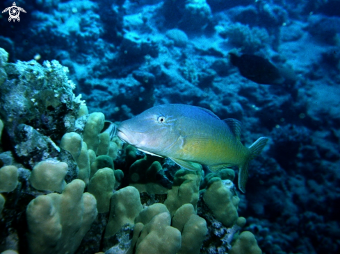 A Parupeneus Cyclostomus | Triglia-goat fish