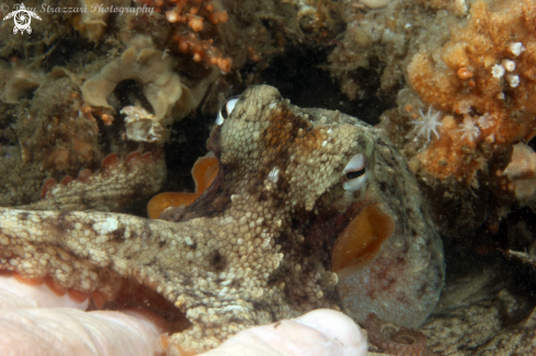 A Common octopus