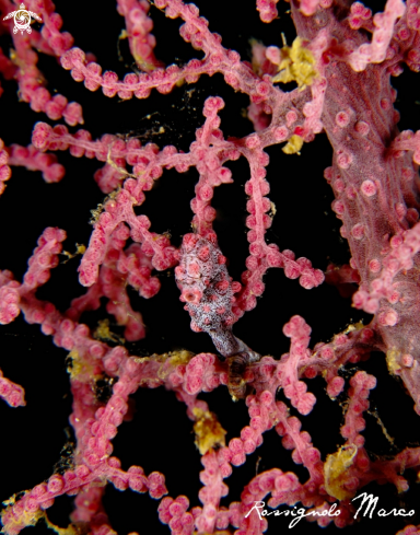 A Pigmy | Sea horse