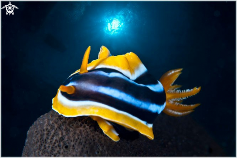 A Chromodoris strigata | Nudibranch