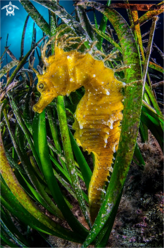 A Seahorse