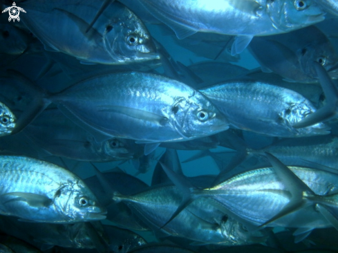 A Silver Trevally