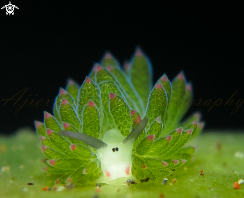 A costasiella sp  | costasiella 