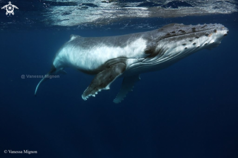 A Humpback whale