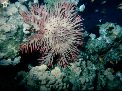 A Achanthaster planci | Crown of thorns-Corona di spine