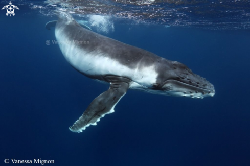 A Humpback whale