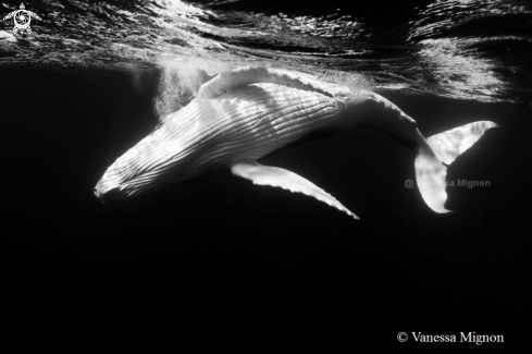 A Humpback whale