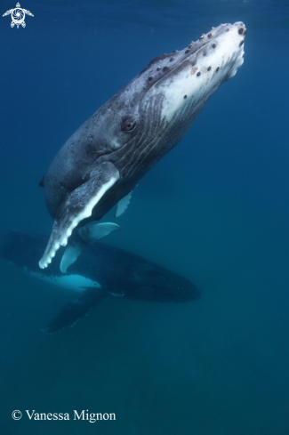 A Humpback whale