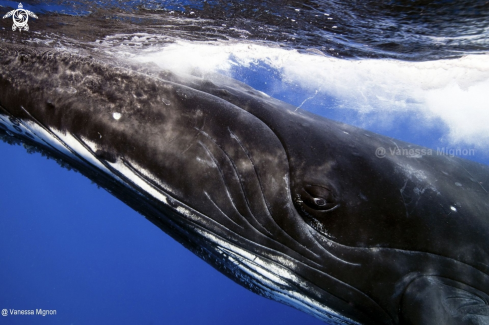 A Humpback whale