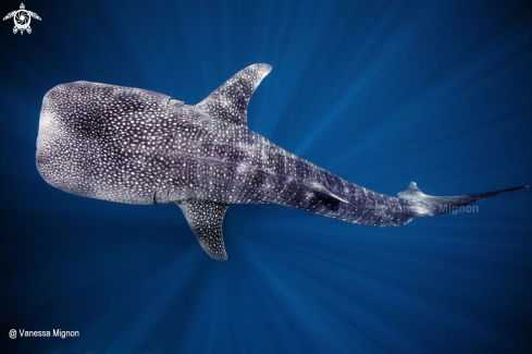 A Whale shark