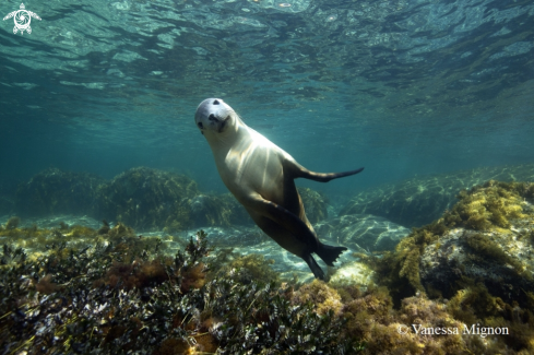 A Australian Sea lion