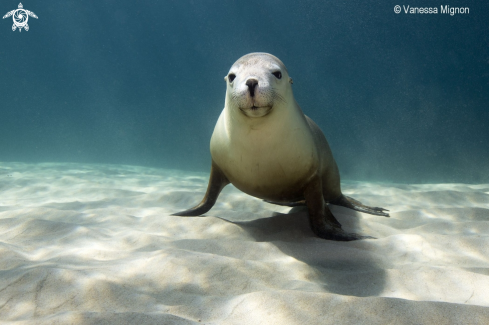 A Australian Sea lion