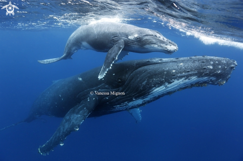 A Humpback whale