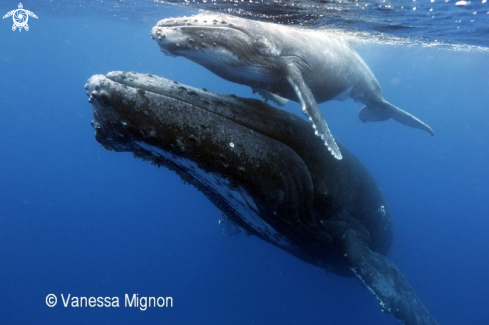 A Humpback whale