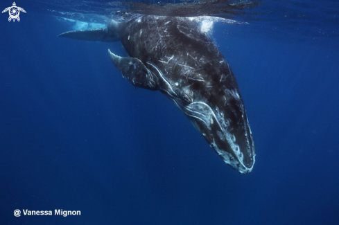 A Humpback whale