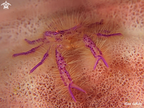 A  Pink squat lobster 