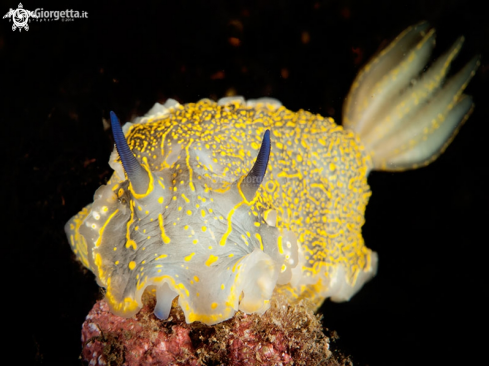 A nudibranch