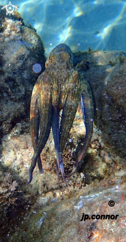 A Octopus Vulgaris | Poulpe