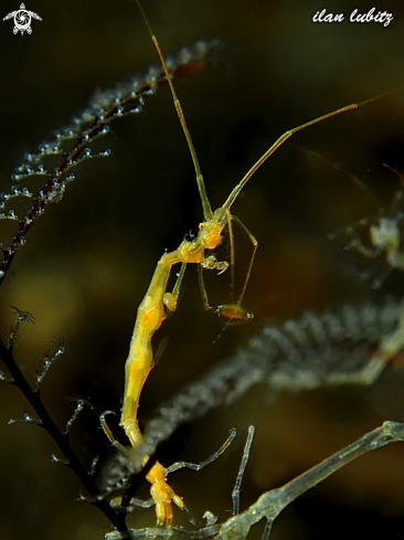 A skeleton shrimp