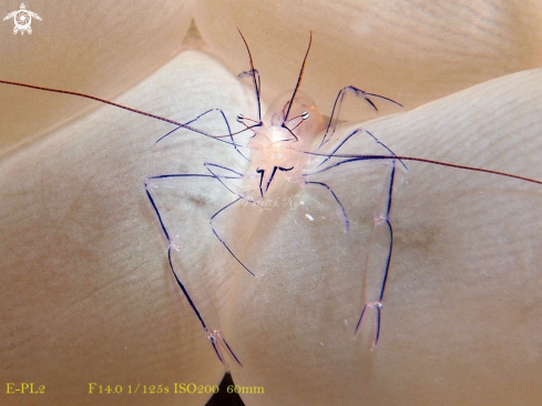 A Anemone shrimp