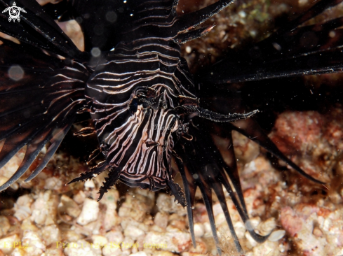 A Lionfish