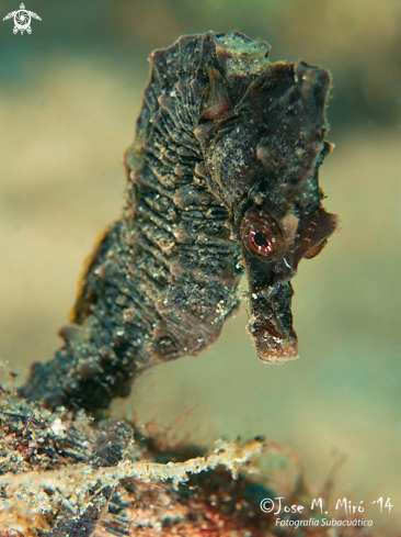 A Sea Horse