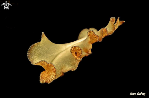 A Pseudobiceros flowersi  | flatworm