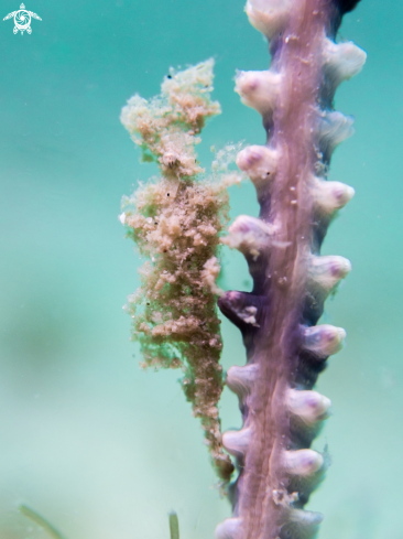 A Latreutes sp. | Sea Pen Shrimp