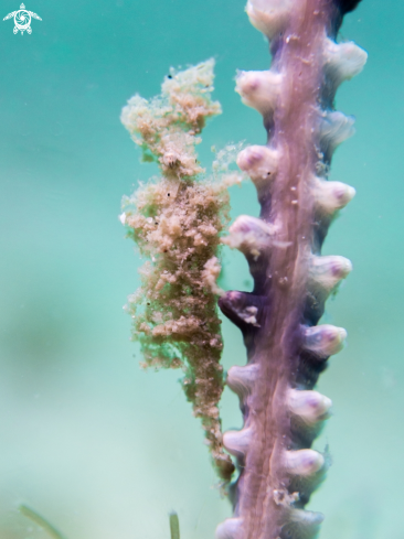 A Sea Pen Shrimp